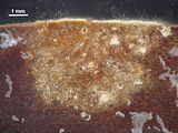 Myrionema orbiculare1
